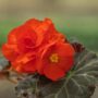 Begonia – Nonstop® Mocca Scarlet – 4.5″ Pot